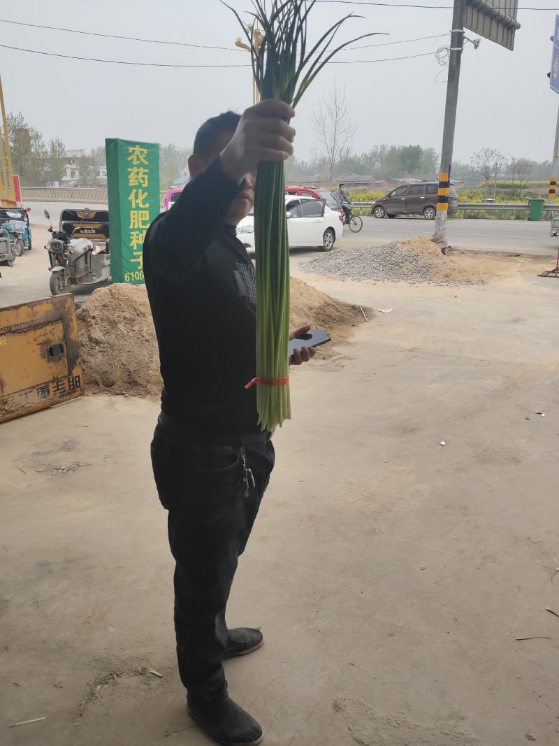 红帽蒜薹，以大量上市，可视频看货，可发货