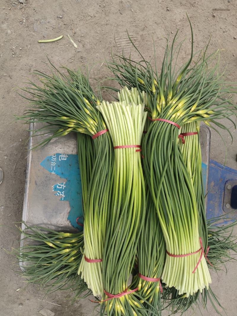 红帽蒜薹，以大量上市，可视频看货，可发货