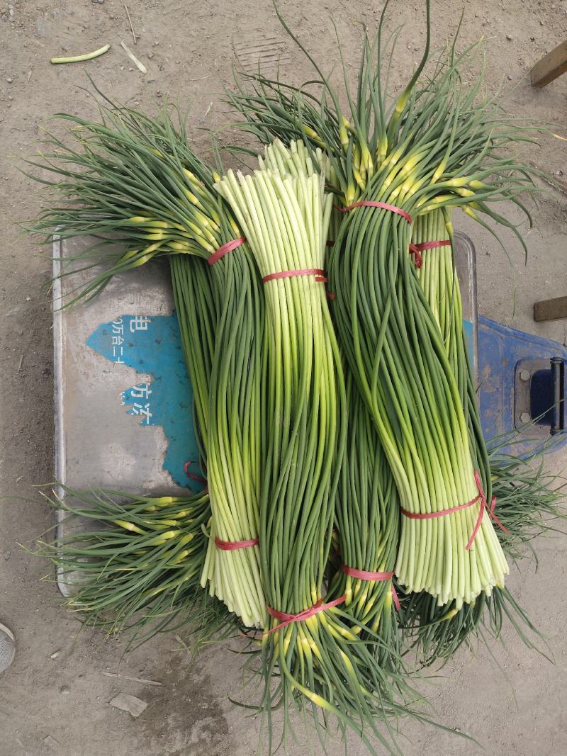 红帽蒜薹，以大量上市，可视频看货，可发货