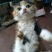 蓝猫活体小猫咪宠物猫小蓝白活体猫咪活体英国短毛猫宠物混血