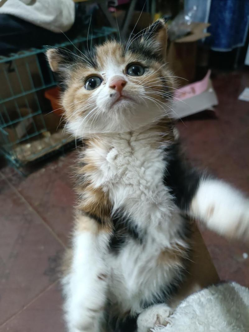 蓝猫活体小猫咪宠物猫小蓝白活体猫咪活体英国短毛猫宠物混血
