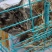 蓝猫活体小猫咪宠物猫小蓝白活体猫咪活体英国短毛猫宠物混血