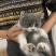 蓝猫活体小猫咪宠物猫小蓝白活体猫咪活体英国短毛猫宠物混血
