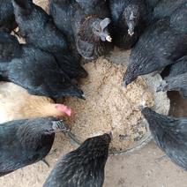一年以上农家养五黑母鸡