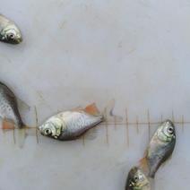 淡水红鲳鱼要1.5斤起收购要求收鱼前停食一天