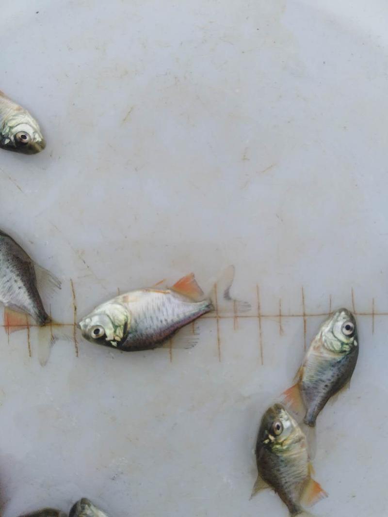 淡水红鲳鱼要1.5斤起收购要求收鱼前停食一天