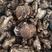 野生干香菇/花菇/栎木花菇/栎木肉菇肉厚味美，产地直销