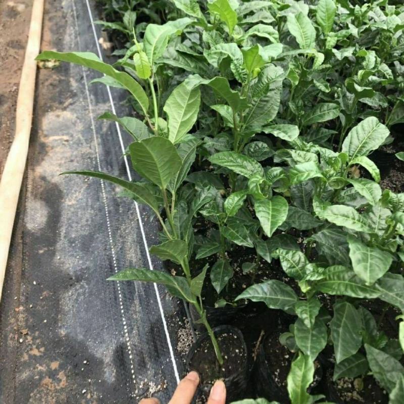 新冬瓜百香果苗一个2斤南北种植四季可种盆栽地栽冬瓜百香