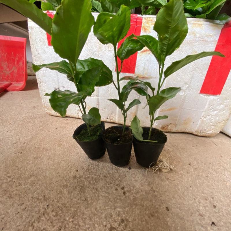 新冬瓜百香果苗一个2斤南北种植四季可种盆栽地栽冬瓜百香