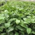 新冬瓜百香果苗一个2斤南北种植四季可种盆栽地栽冬瓜百香