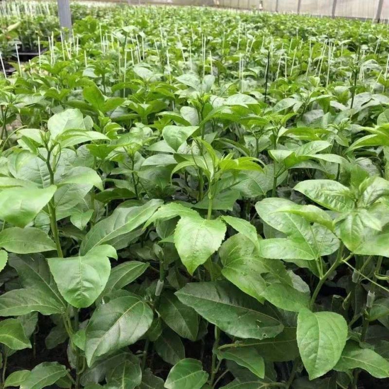 新冬瓜百香果苗一个2斤南北种植四季可种盆栽地栽冬瓜百香