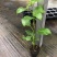 新冬瓜百香果苗一个2斤南北种植四季可种盆栽地栽冬瓜百香