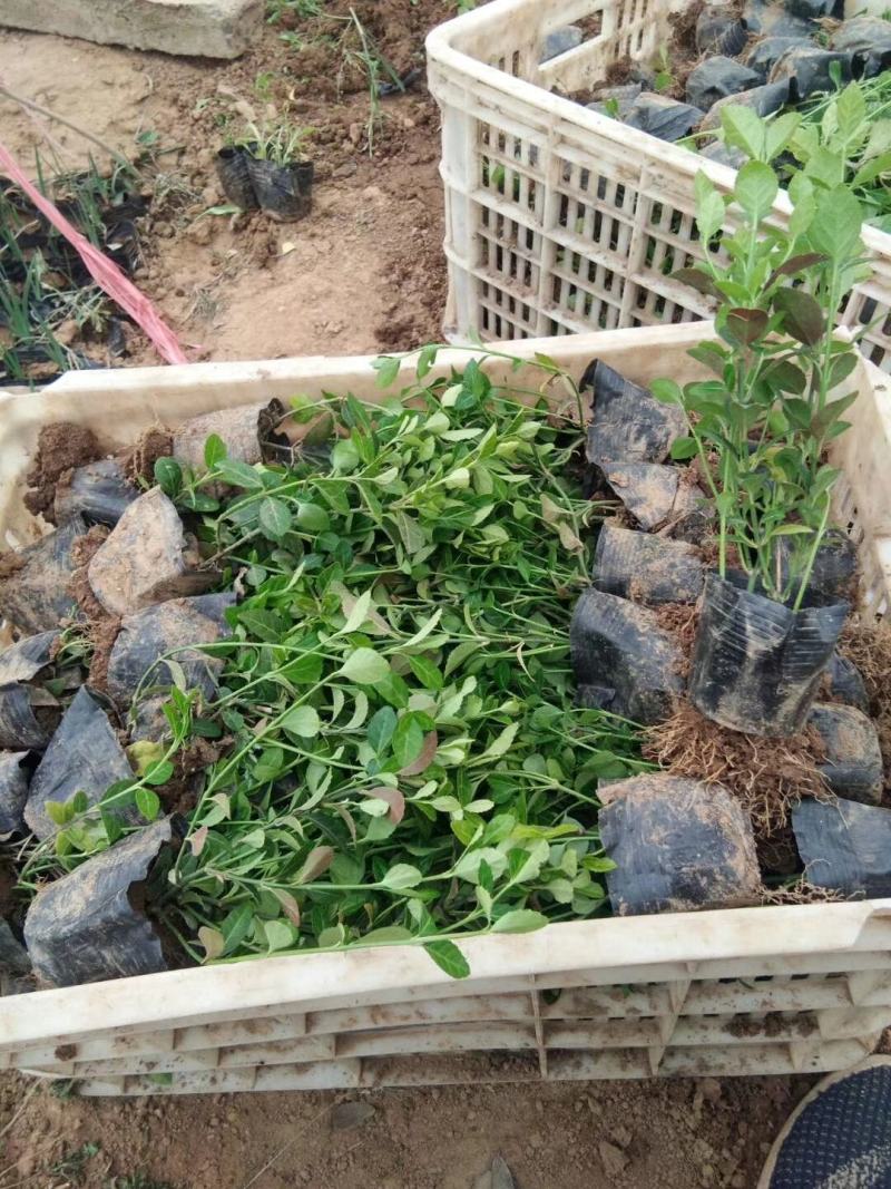 爬行卫矛，爬行苇茅，护坡苇茅，带营杯杯爬行卫矛，