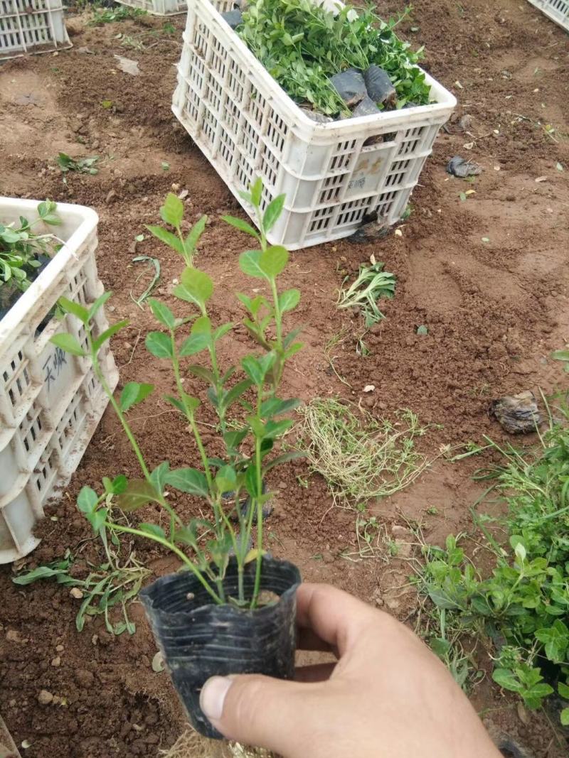 爬行卫矛，爬行苇茅，护坡苇茅，带营杯杯爬行卫矛，