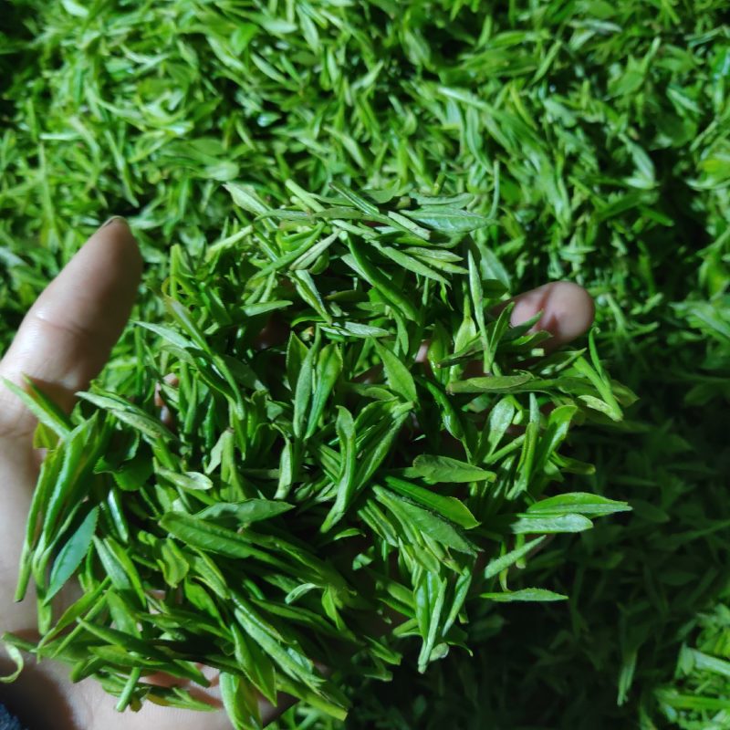 黄山市本地名茶绿茶2021新茶毛峰高山品质绿茶供货中