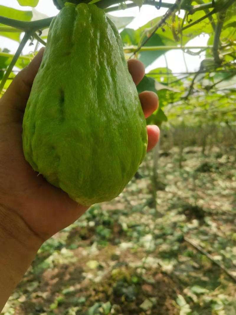 佛手瓜！x新鲜辣子！新鲜蔬菜🥬保证质量
