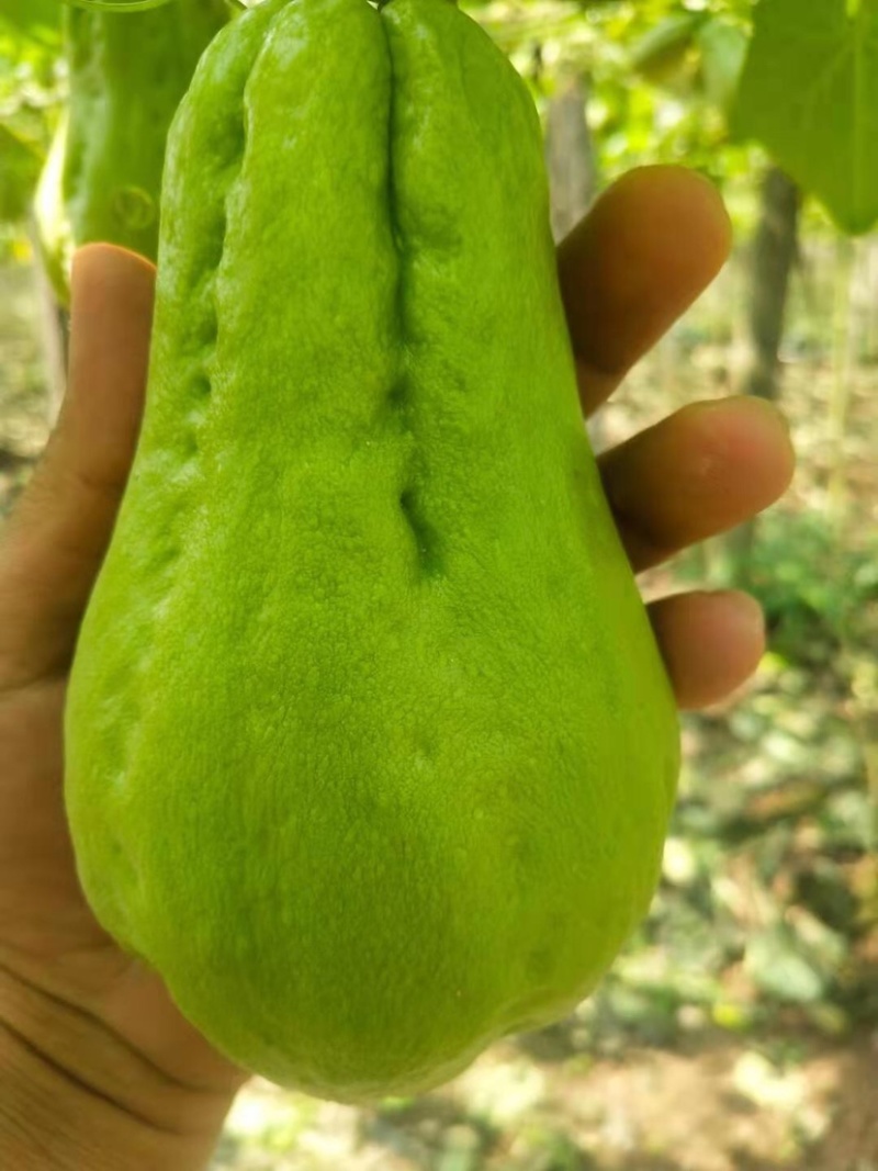 佛手瓜！x新鲜辣子！新鲜蔬菜🥬保证质量