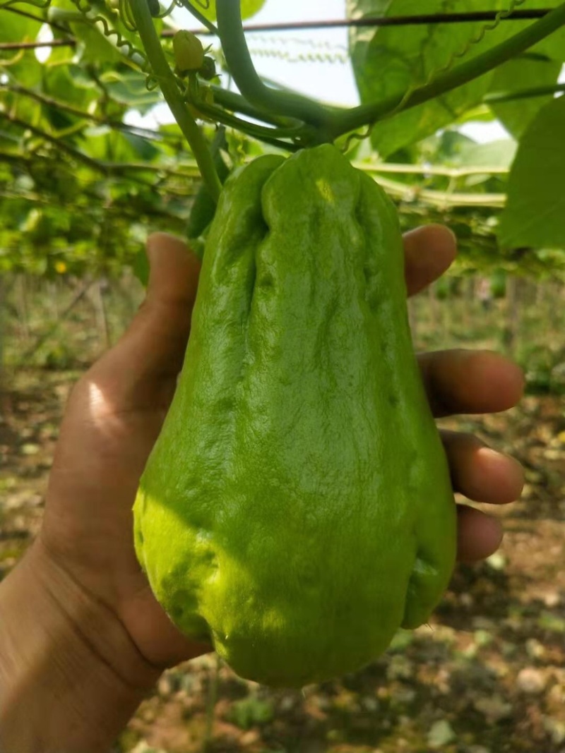佛手瓜！x新鲜辣子！新鲜蔬菜🥬保证质量