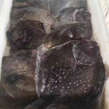 2.5元每条出每条175克2.8条一斤多宝鱼大量有货欢