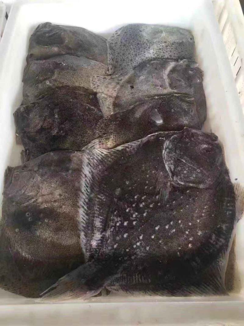 2.5元每条出每条175克2.8条一斤多宝鱼大量有货欢