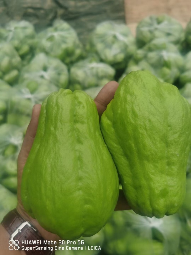 佛手瓜！x新鲜辣子！新鲜蔬菜🥬保证质量