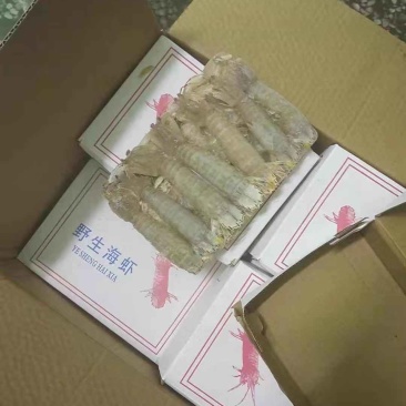 皮皮虾底价3.8一箱12盒毛重500g净重400欢迎咨