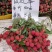 荔枝树苗新品种观音绿仙进奉无核荔枝嫁接苗南北方可盆栽地栽