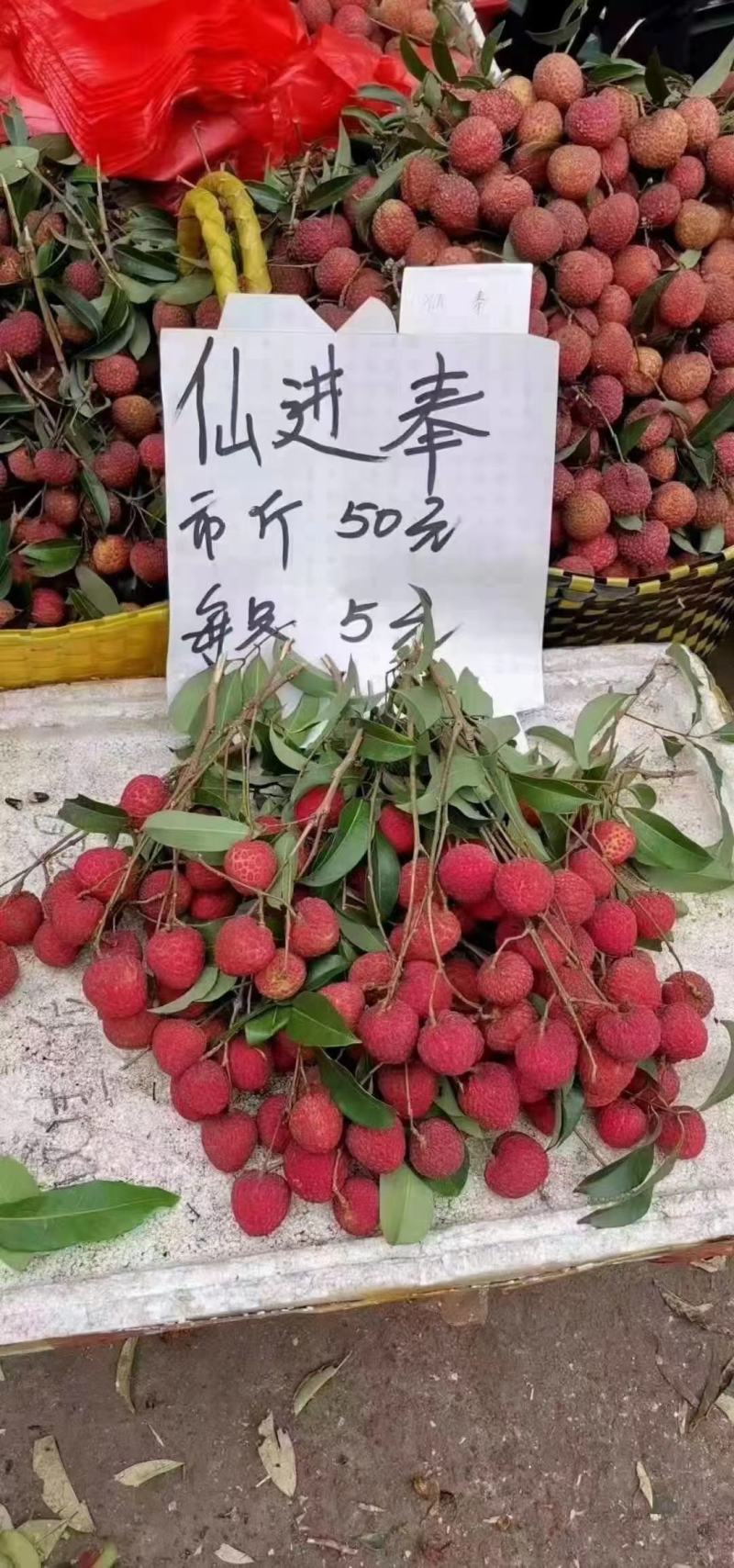 荔枝树苗新品种观音绿仙进奉无核荔枝嫁接苗南北方可盆栽地栽