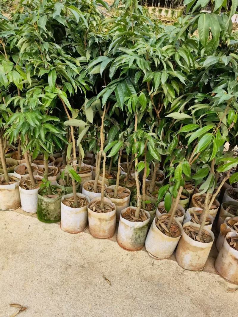 荔枝树苗新品种观音绿仙进奉无核荔枝嫁接苗南北方可盆栽地栽