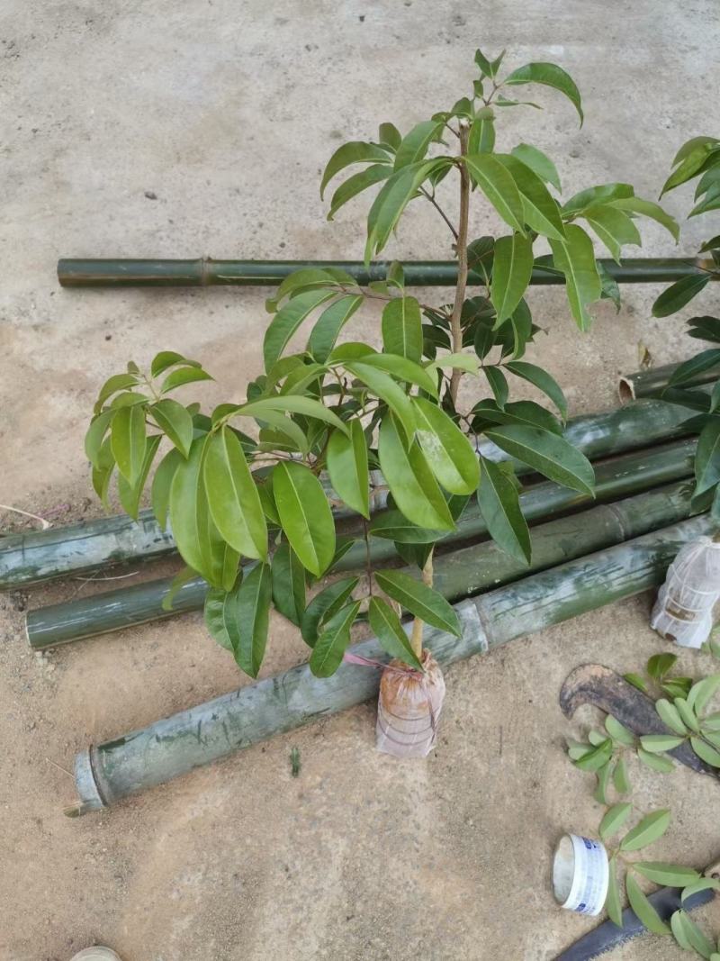 荔枝树苗新品种观音绿仙进奉无核荔枝嫁接苗南北方可盆栽地栽