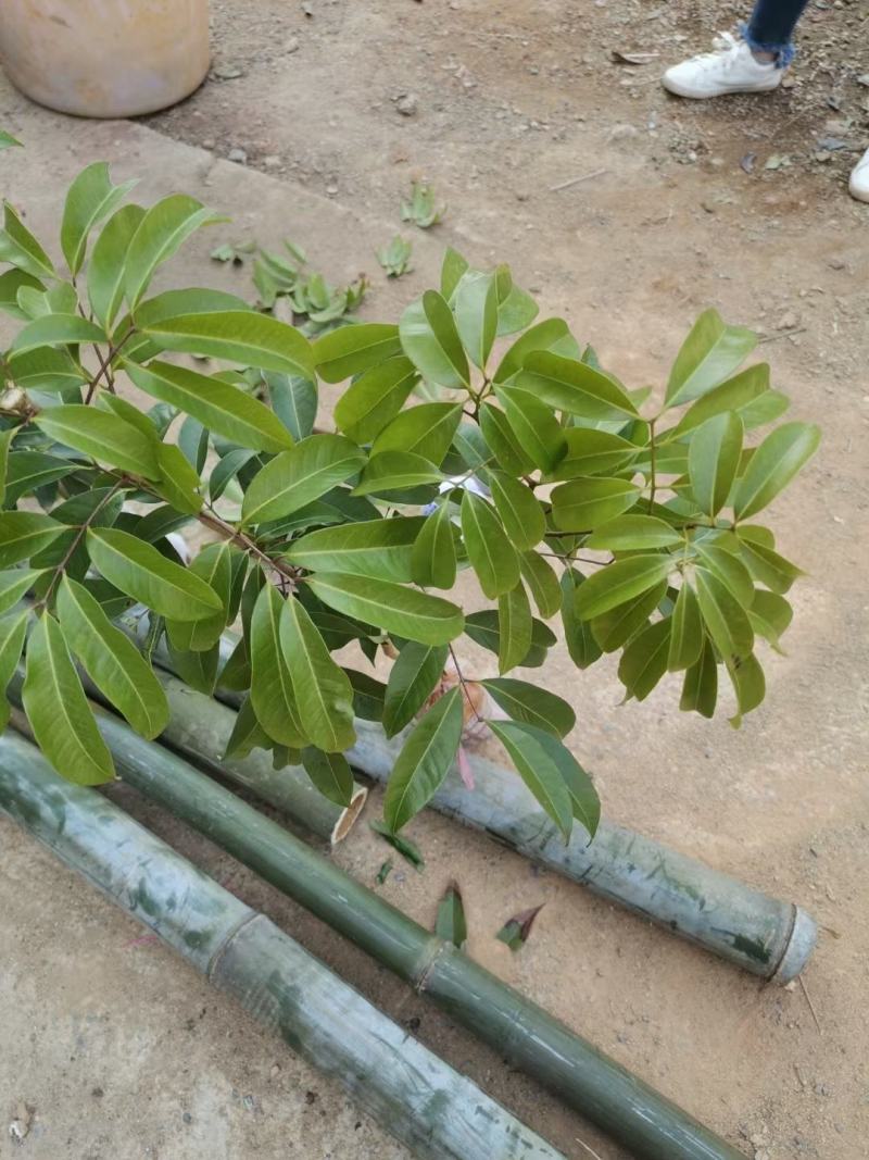荔枝树苗新品种观音绿仙进奉无核荔枝嫁接苗南北方可盆栽地栽