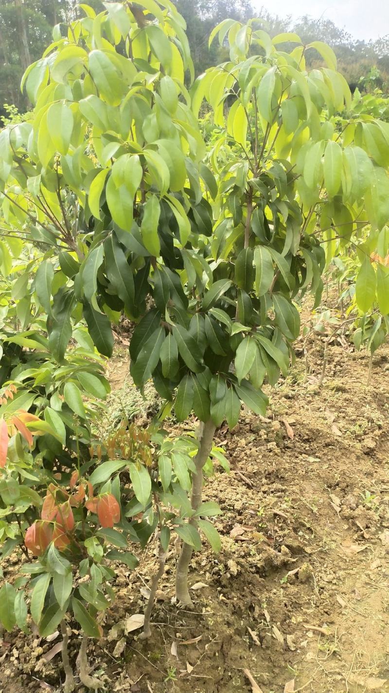 荔枝树苗新品种观音绿仙进奉无核荔枝嫁接苗南北方可盆栽地栽