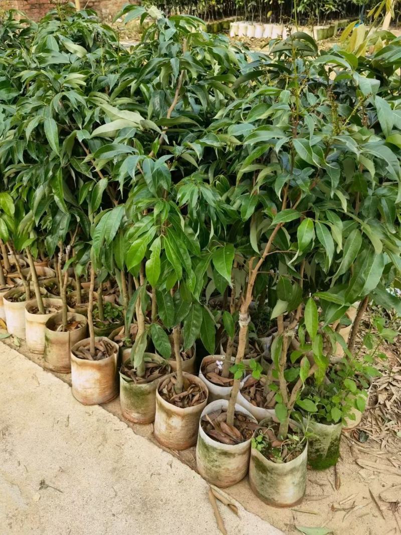 荔枝树苗新品种观音绿仙进奉无核荔枝嫁接苗南北方可盆栽地栽