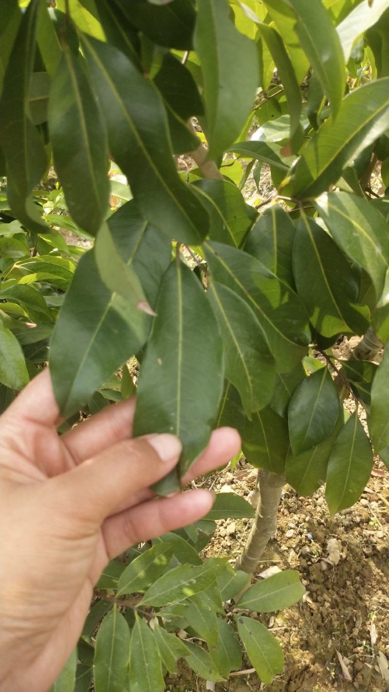 荔枝树苗新品种观音绿仙进奉无核荔枝嫁接苗南北方可盆栽地栽