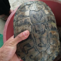 老巴西龟，100元一只