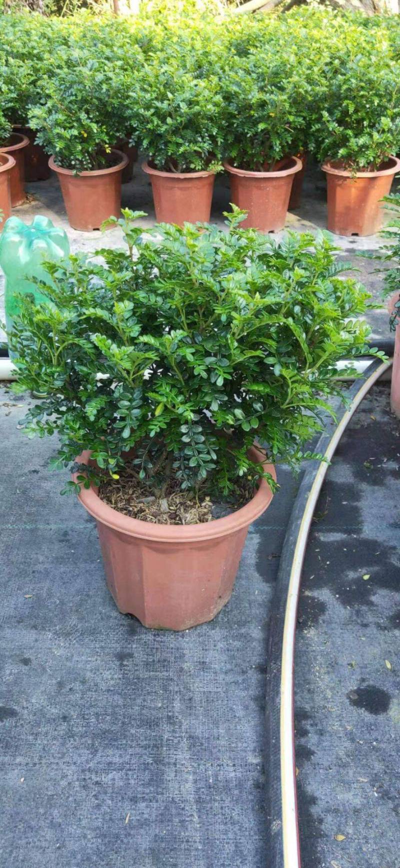 胡椒木清香木小红盆漳州精品