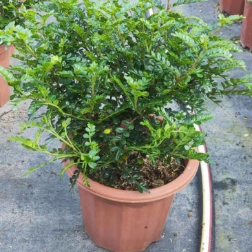 胡椒木清香木小红盆漳州精品