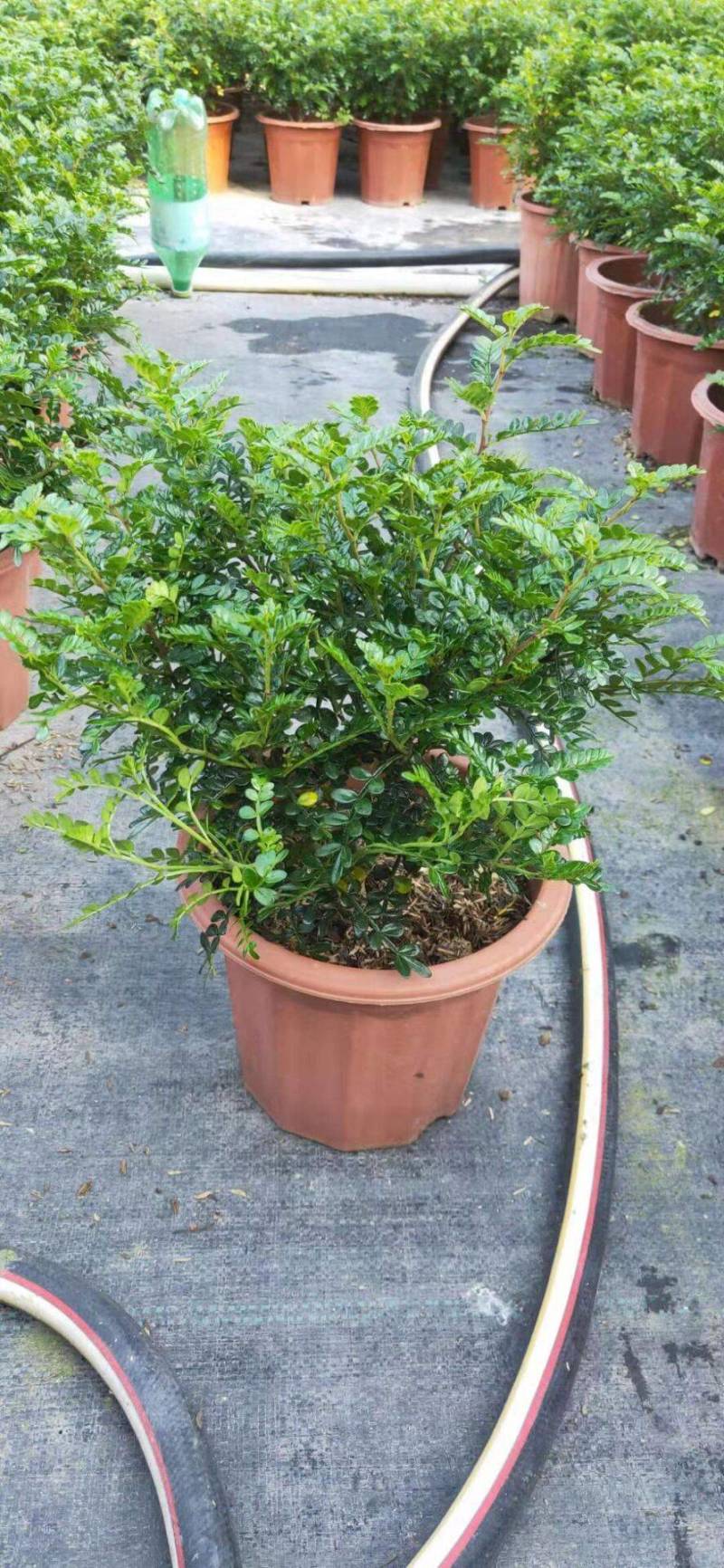 胡椒木清香木小红盆漳州精品