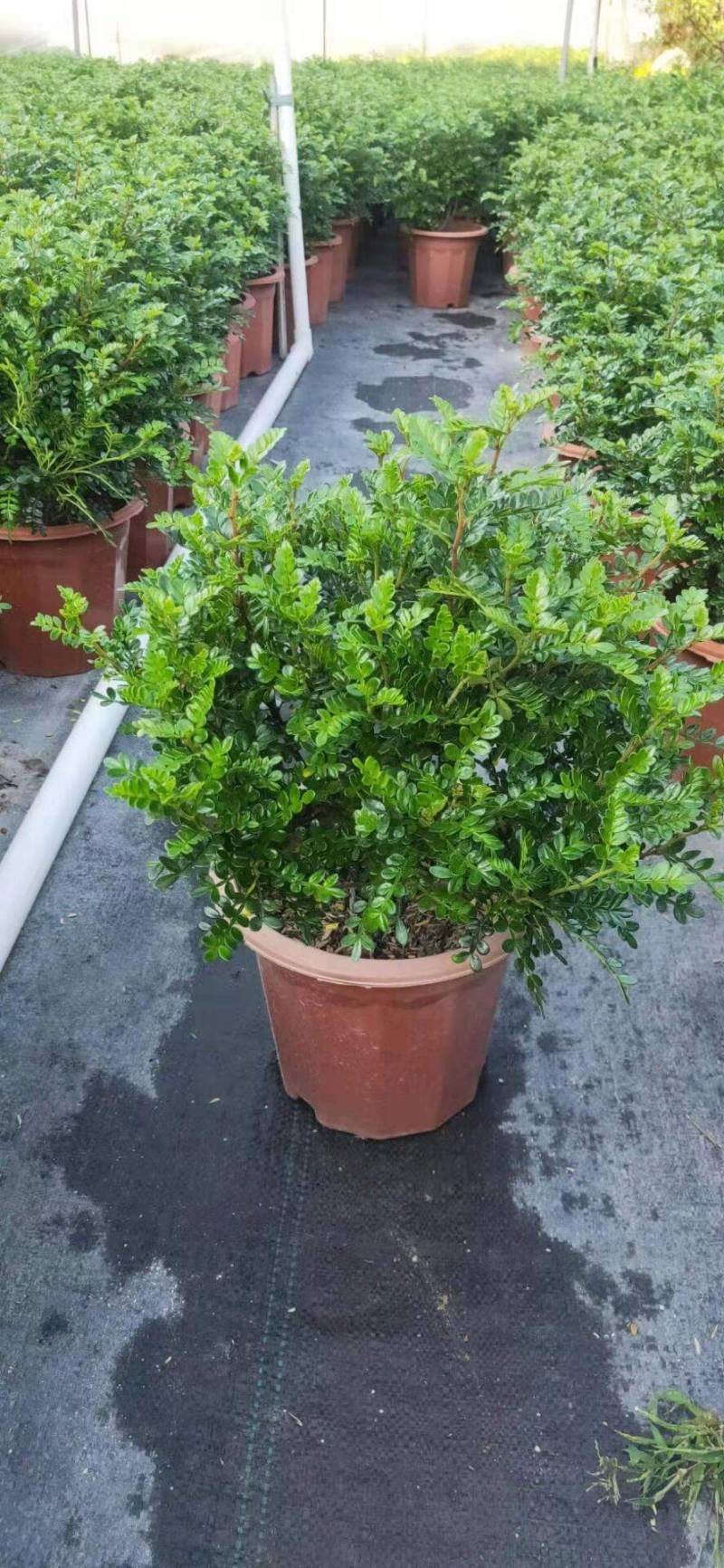 胡椒木清香木小红盆漳州精品