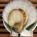扇贝烧烤、海鲜自助扇贝山东威海栉孔红贝（刺贝）产地