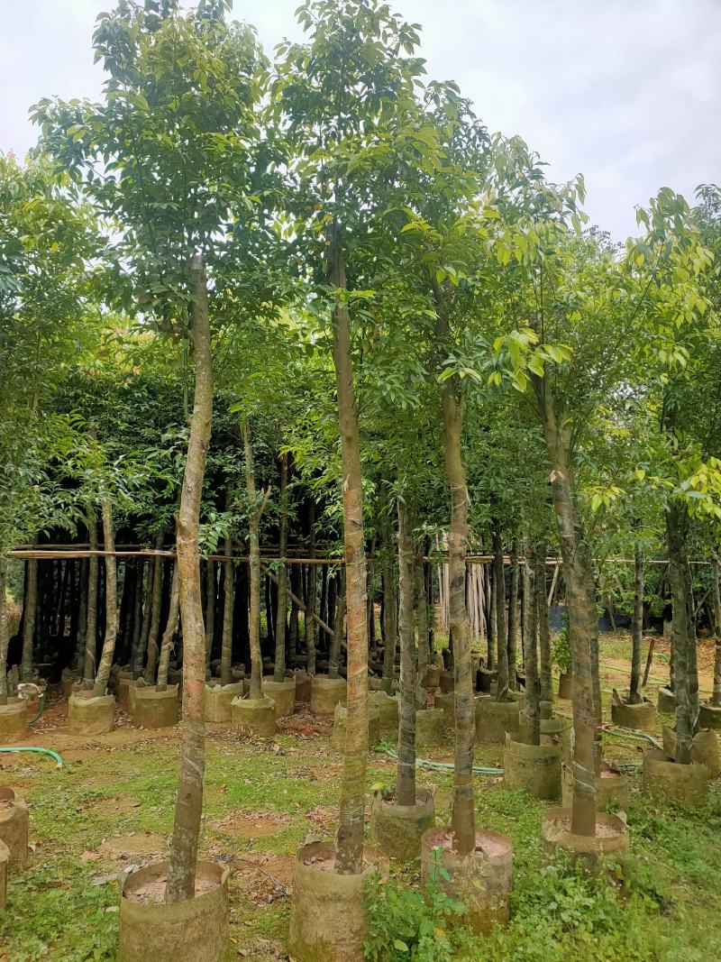 天竺桂（阴香）7-9公分、串钱柳（红千层）5-12公分