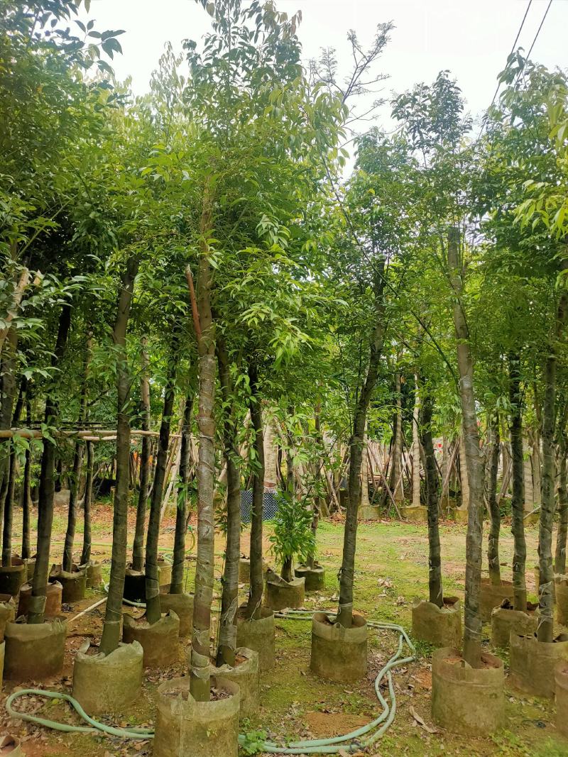 天竺桂（阴香）7-9公分、串钱柳（红千层）5-12公分