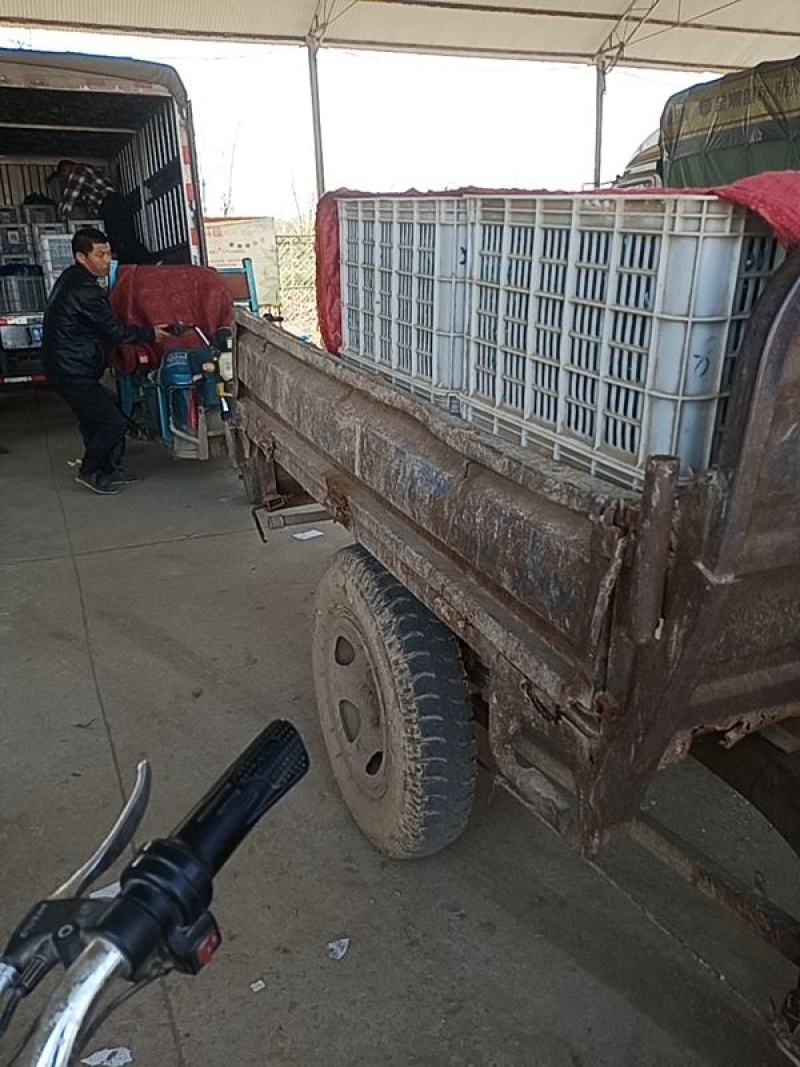 黄瓜密刺油亮黄瓜品种