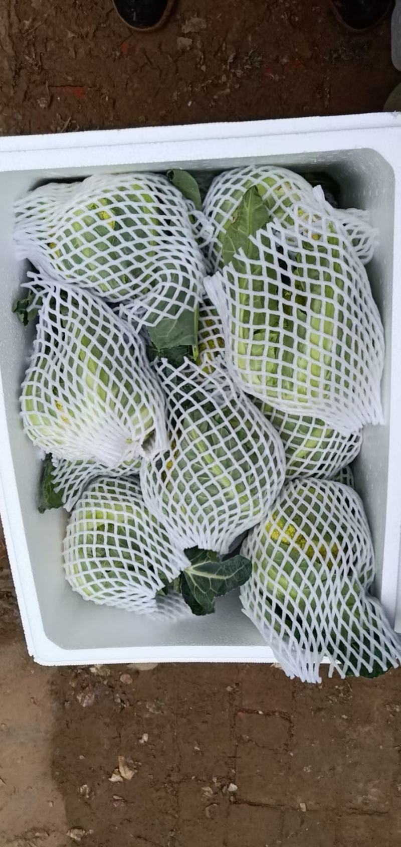 宝塔菜花山东特菜新奇特蔬菜基地供应批发配送