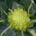 宝塔菜花山东特菜新奇特蔬菜基地供应批发配送
