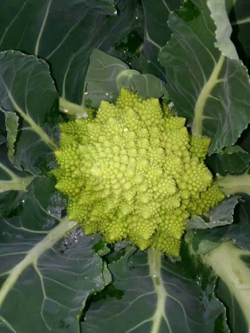 宝塔菜花山东特菜新奇特蔬菜基地供应批发配送