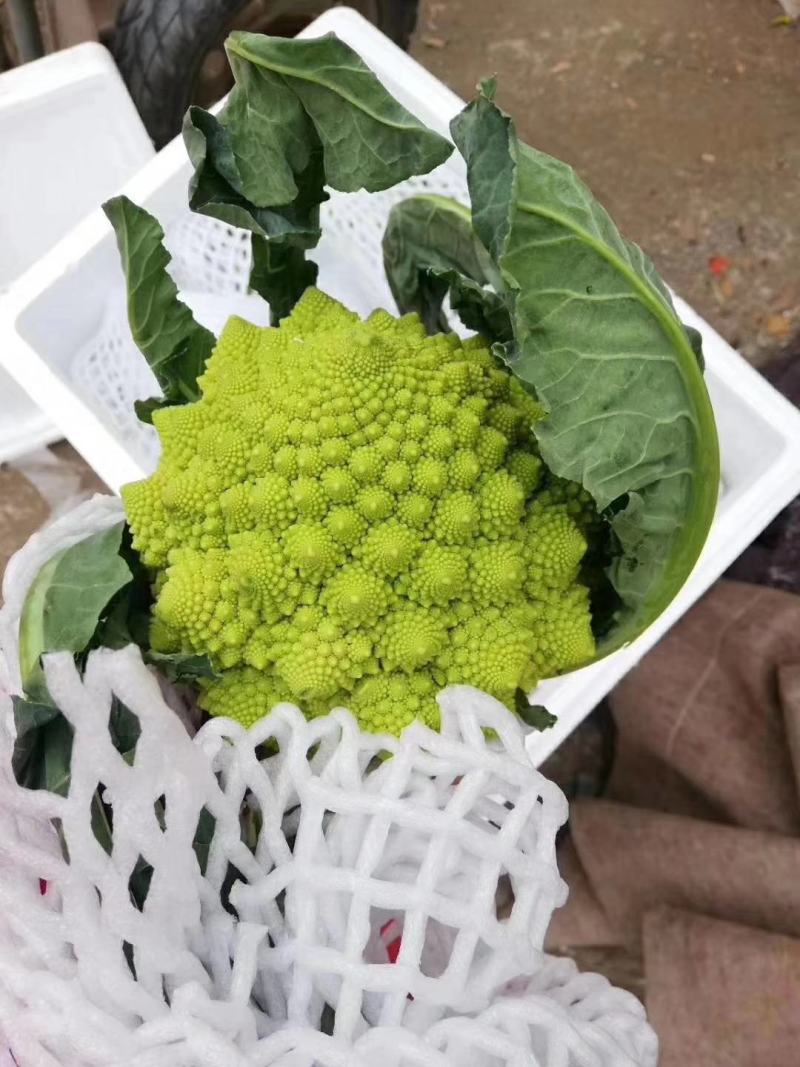 宝塔菜花山东特菜新奇特蔬菜基地供应批发配送
