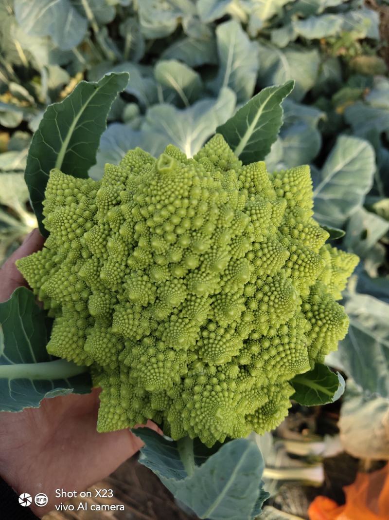 宝塔菜花山东特菜新奇特蔬菜基地供应批发配送
