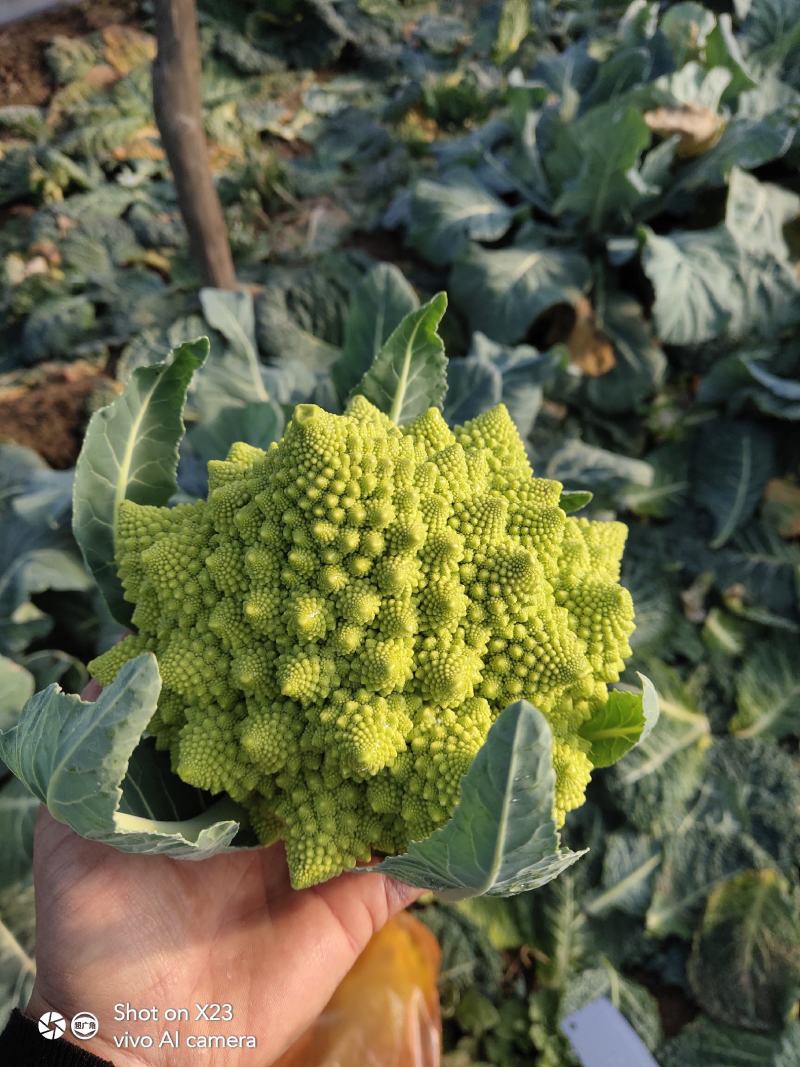 宝塔菜花山东特菜新奇特蔬菜基地供应批发配送