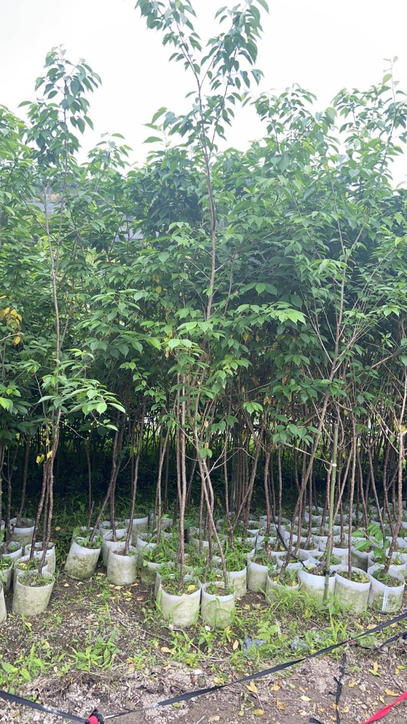 樱花树苗批发直销工程树苗量大的来